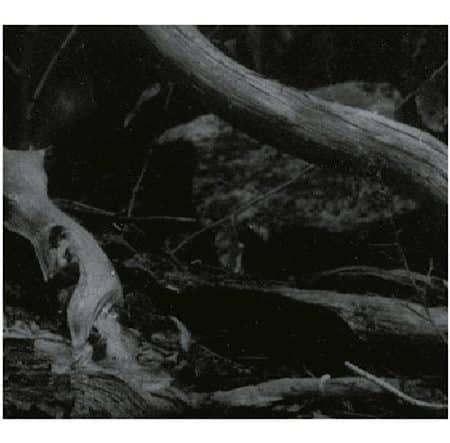 BARREN CANYON - world of wounds - CD