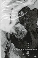 REVENGE - streams of black blood - TAPE
