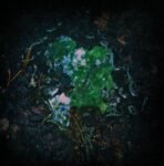 aukels ebwaidlisna cd