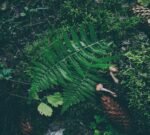 aukels meddjan sklait ten digicd